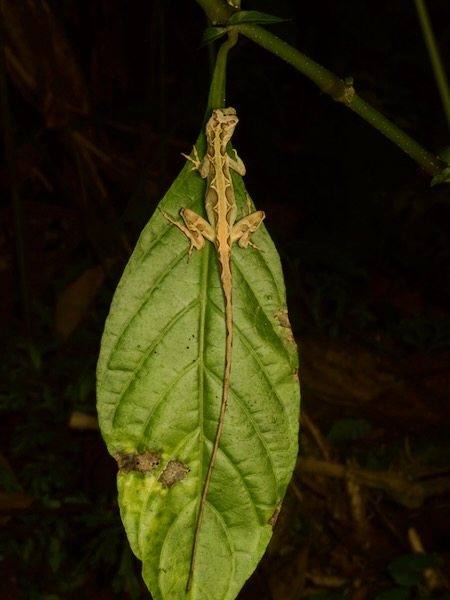 Ghost Anole (Anolis lemurinus)