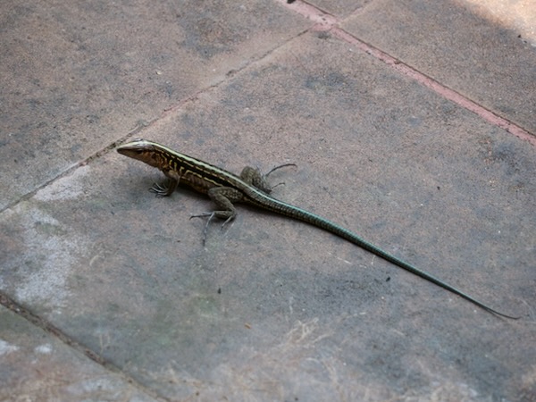 Middle American Ameiva (Holcosus festivus)