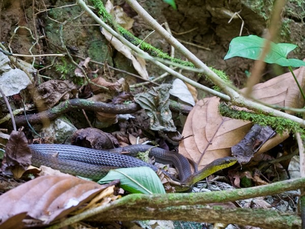 Salmon-bellied Racer (Mastigodryas melanolomus)