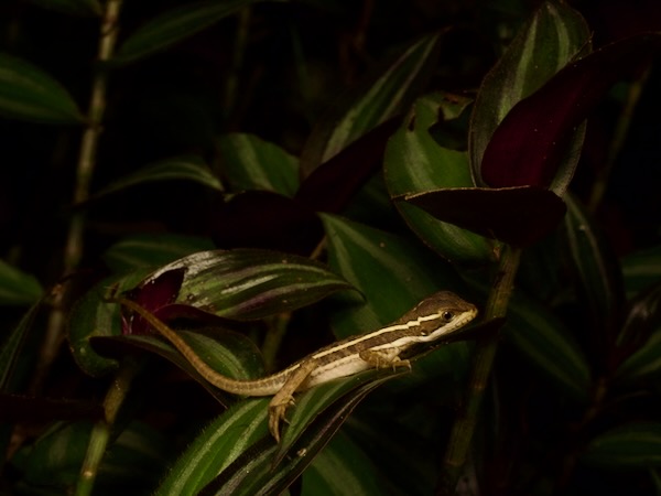 Brown Basilisk (Basiliscus vittatus)