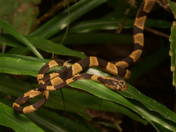 Common Blunt-headed Tree Snake (Imantodes cenchoa)