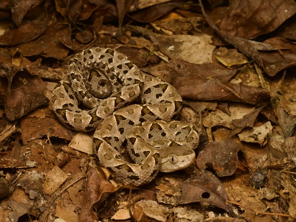 Central American Lancehead (Bothrops asper)