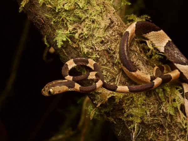 Common Blunt-headed Tree Snake (Imantodes cenchoa)