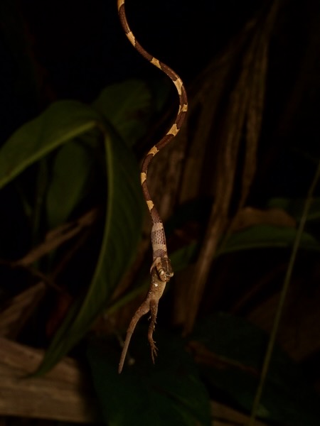 Common Blunt-headed Tree Snake (Imantodes cenchoa)