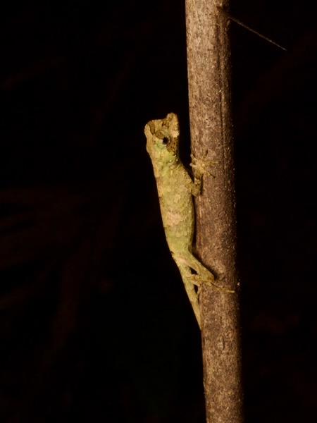 Big-headed Anole (Anolis capito)
