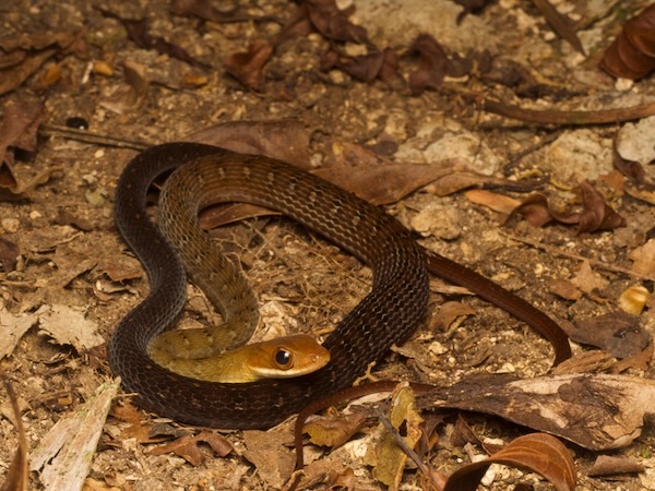 Red-headed Forest Racer (Dendrophidion rufiterminorum)