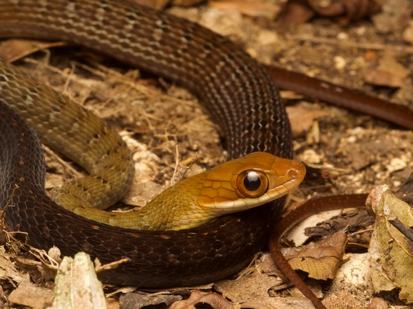 Red-headed Forest Racer (Dendrophidion rufiterminorum)