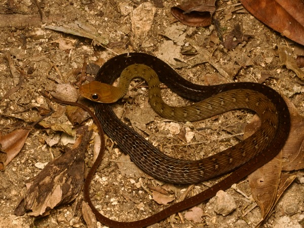 Red-headed Forest Racer (Dendrophidion rufiterminorum)
