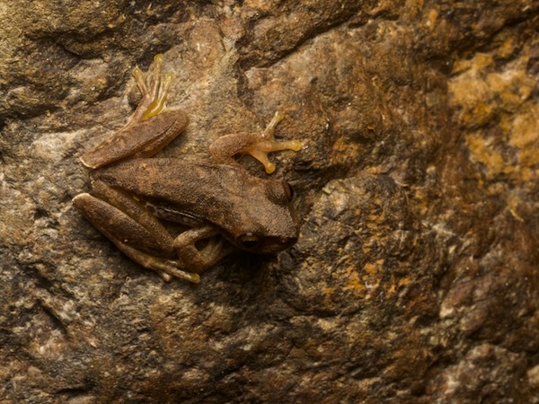Copan Stream Frog (Ptychohyla hypomykter)