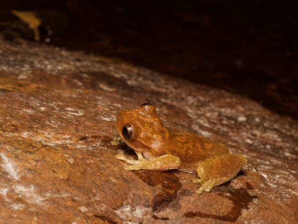 Copan Stream Frog (Ptychohyla hypomykter)
