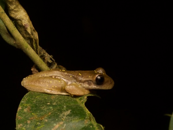 Copan Stream Frog (Ptychohyla hypomykter)