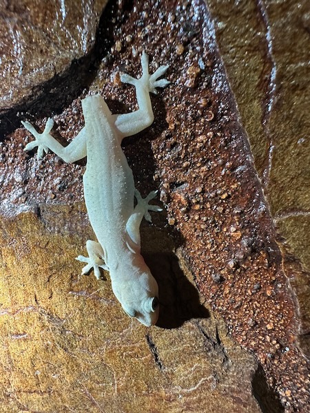 Common House Gecko (Hemidactylus frenatus)