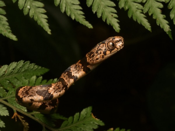 Cloudy Snail-eating Snake (Sibon nebulatus)