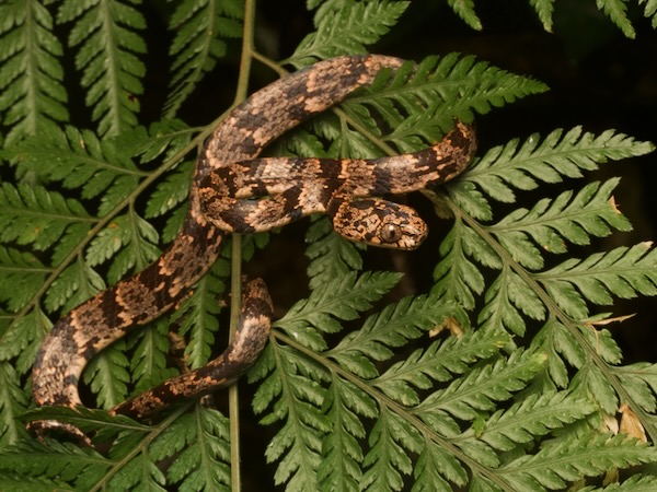 Cloudy Snail-eating Snake (Sibon nebulatus)