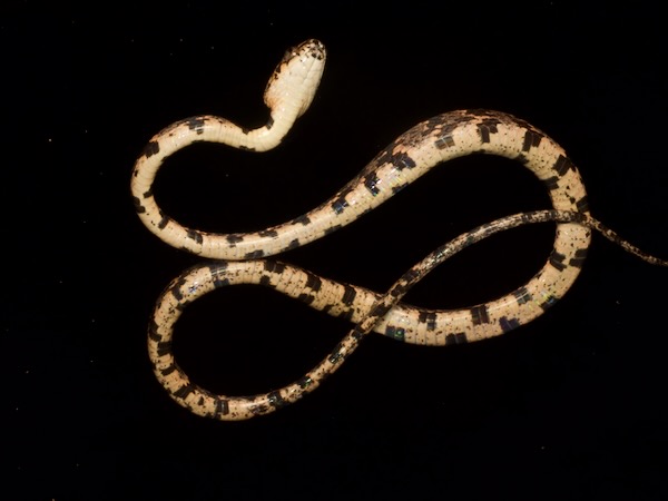 Cloudy Snail-eating Snake (Sibon nebulatus)