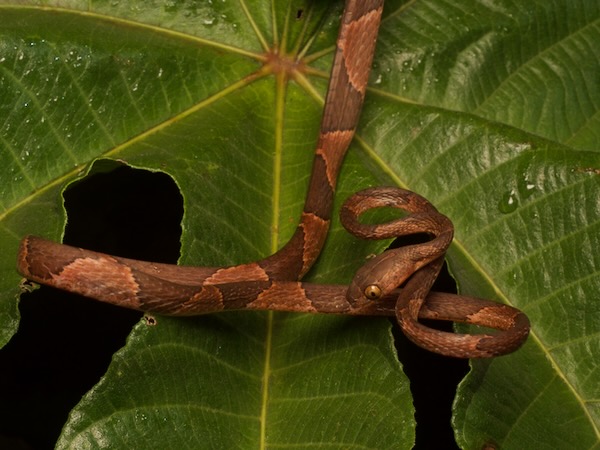 Common Blunt-headed Tree Snake (Imantodes cenchoa)