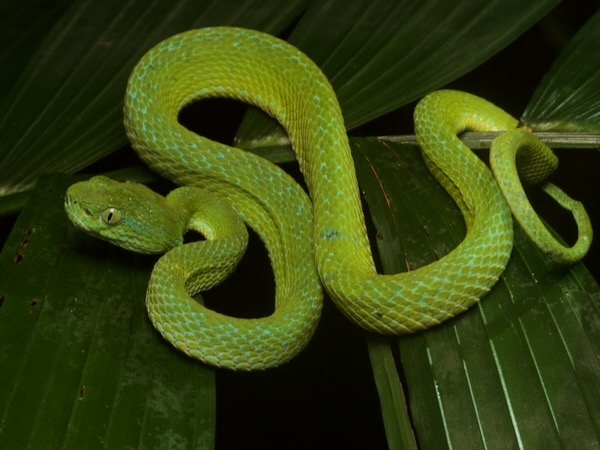 Guatemala Palm Pit Viper (Bothriechis bicolor)