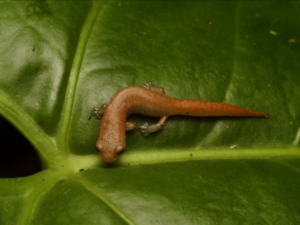 Oak Forest Salamander (Bolitoglossa cuchumatana)