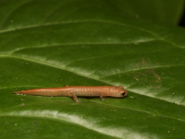 Oak Forest Salamander (Bolitoglossa cuchumatana)