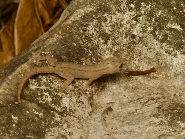 Common House Gecko (Hemidactylus frenatus)