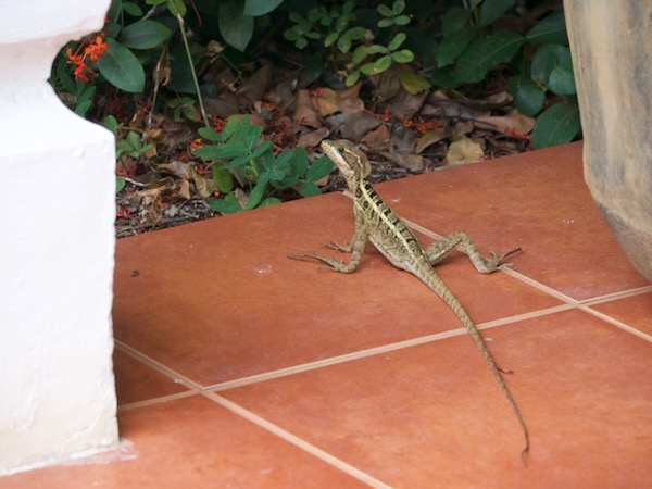 Brown Basilisk (Basiliscus vittatus)