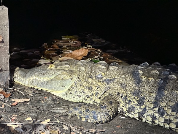 American Crocodile (Crocodylus acutus)