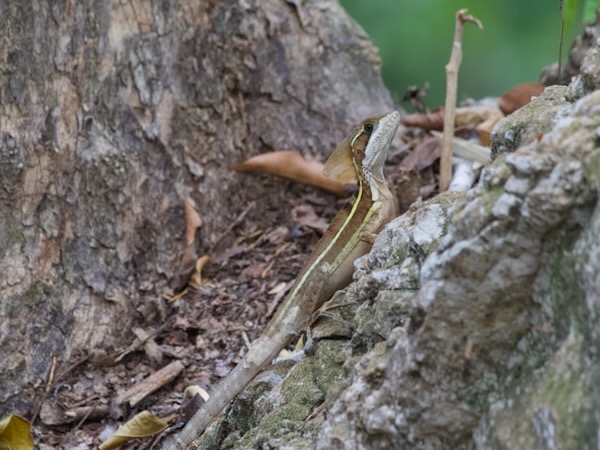 Brown Basilisk (Basiliscus vittatus)