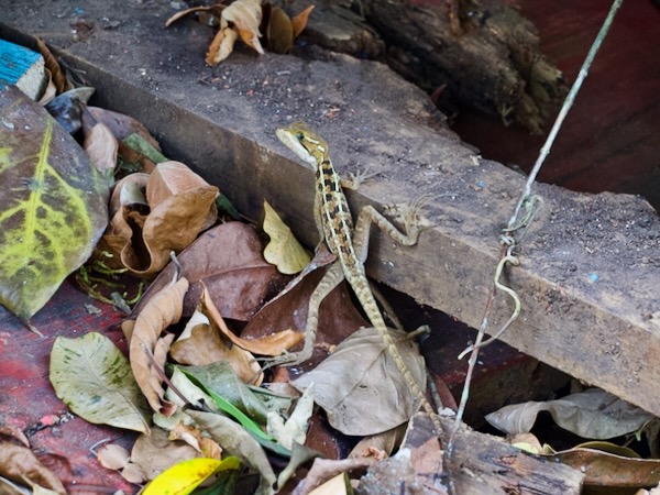 Brown Basilisk (Basiliscus vittatus)