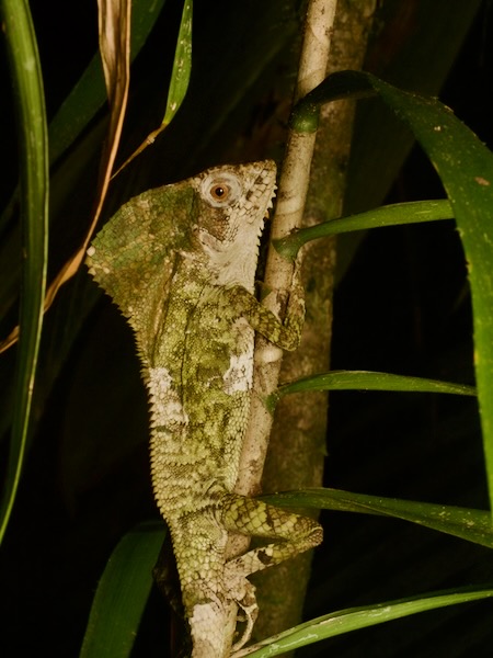 Helmeted Basilisk (Corytophanes cristatus)