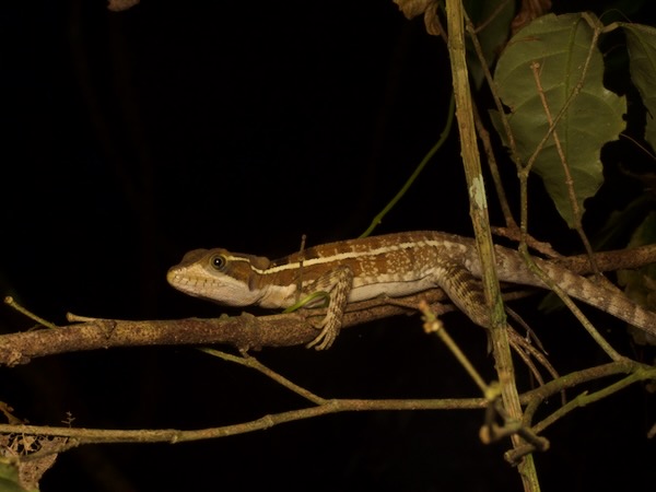 Brown Basilisk (Basiliscus vittatus)