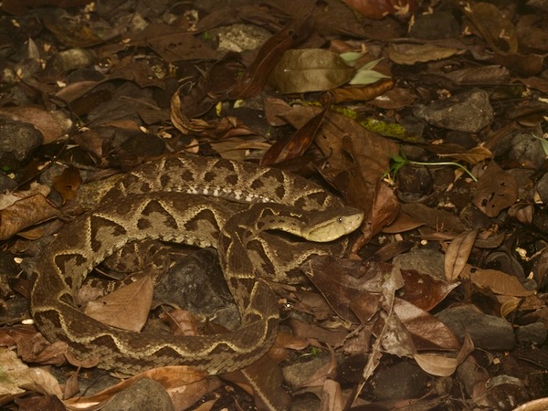 Central American Lancehead (Bothrops asper)