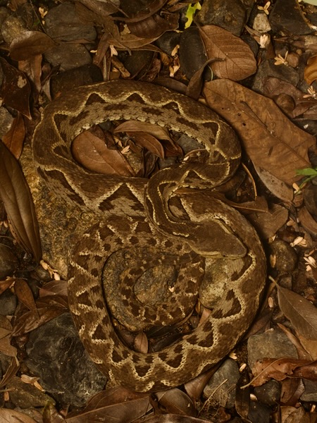 Central American Lancehead (Bothrops asper)