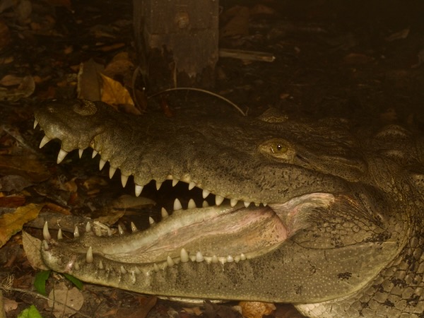 American Crocodile (Crocodylus acutus)