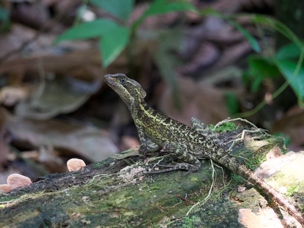Brown Basilisk (Basiliscus vittatus)