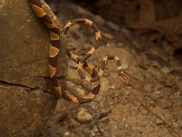 Common Blunt-headed Tree Snake (Imantodes cenchoa)