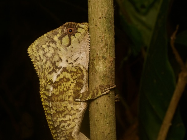 Helmeted Basilisk (Corytophanes cristatus)