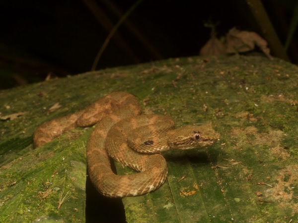 Central American Eyelash Viper (Bothriechis nigroadspersus)