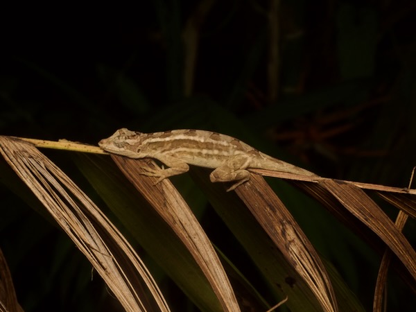 Ghost Anole (Anolis lemurinus)