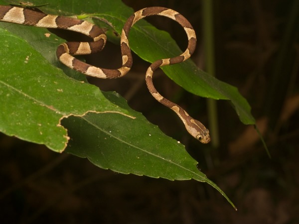 Common Blunt-headed Tree Snake (Imantodes cenchoa)