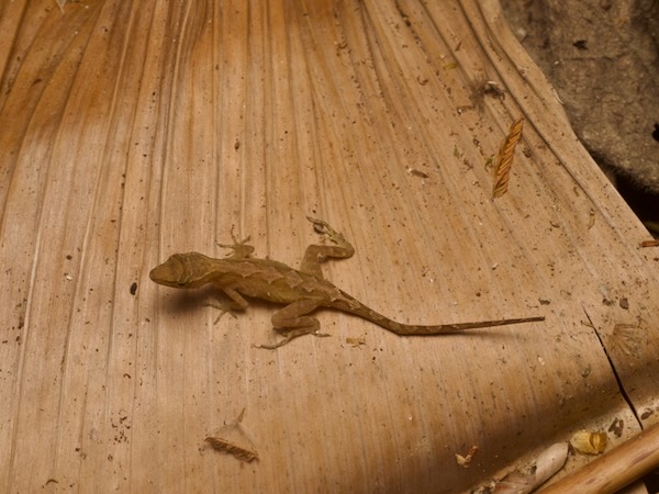 Ghost Anole (Anolis lemurinus)