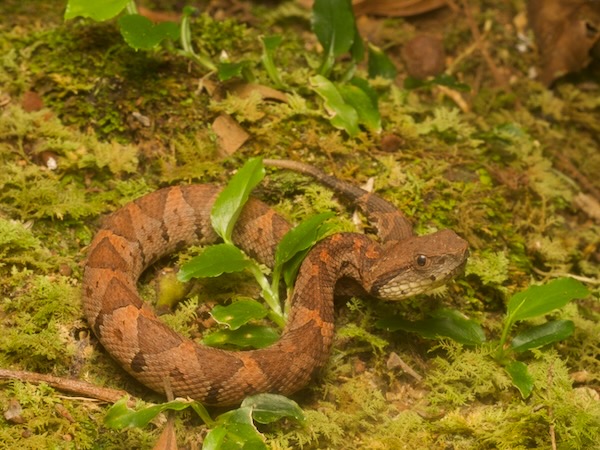Central American Jumping Pit Viper (Metlapilcoatlus mexicanus)