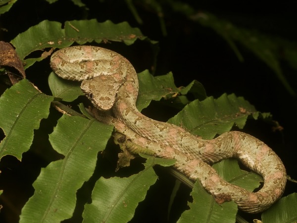 Central American Eyelash Viper (Bothriechis nigroadspersus)