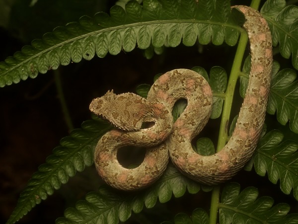 Central American Eyelash Viper (Bothriechis nigroadspersus)