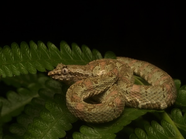 Central American Eyelash Viper (Bothriechis nigroadspersus)