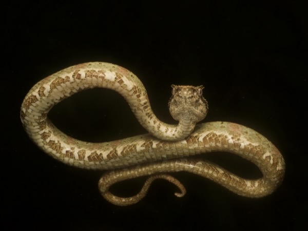 Central American Eyelash Viper (Bothriechis nigroadspersus)