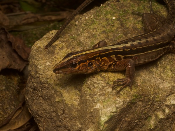 Middle American Ameiva (Holcosus festivus)