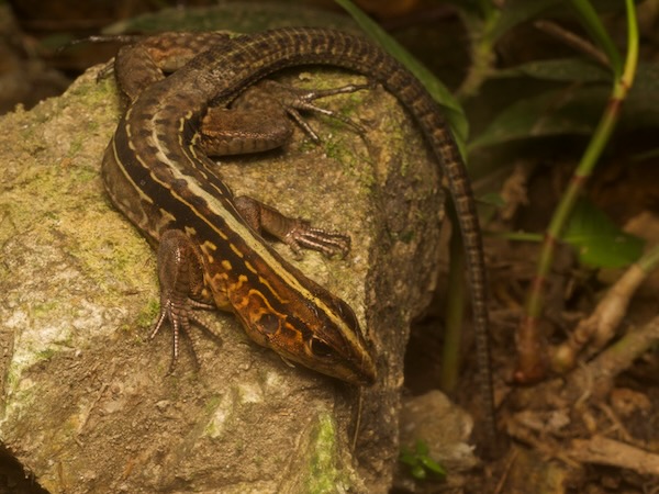 Middle American Ameiva (Holcosus festivus)