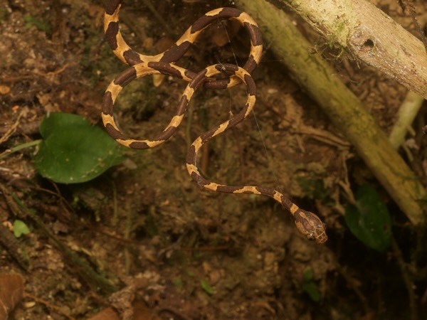 Common Blunt-headed Tree Snake (Imantodes cenchoa)