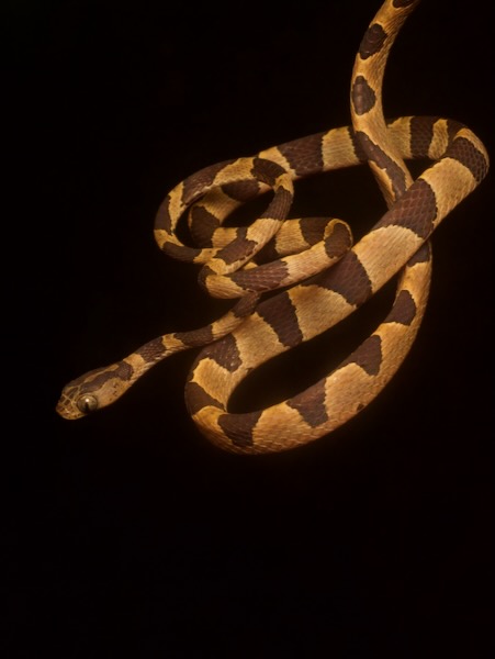 Common Blunt-headed Tree Snake (Imantodes cenchoa)