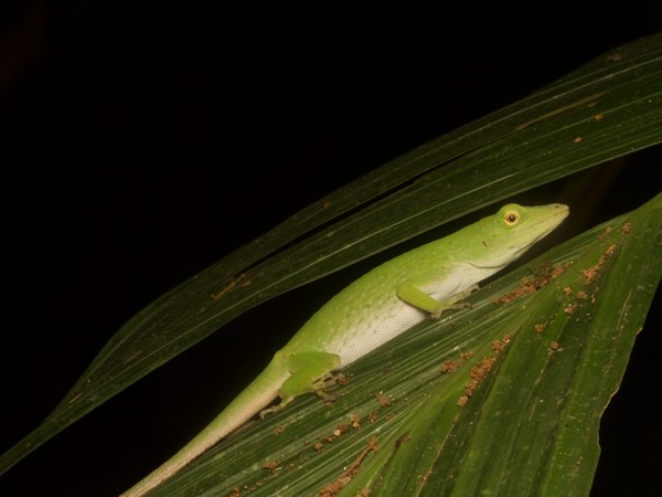 Neotropical Green Anole (Anolis biporcatus)